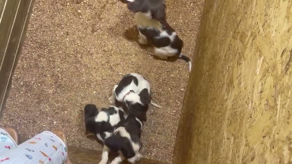 English Springer Spaniel dogs for sale: Springer spaniel puppy’s 🐶 - Video 1