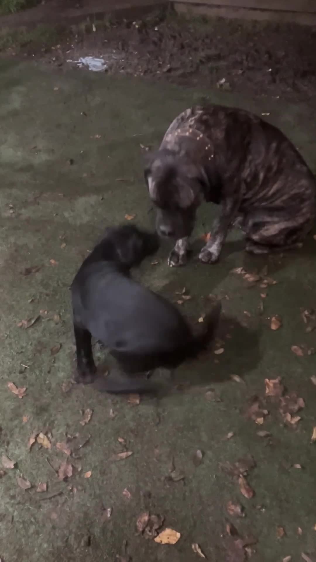 Cane Corso dogs for sale: All are now sold  - Video 2
