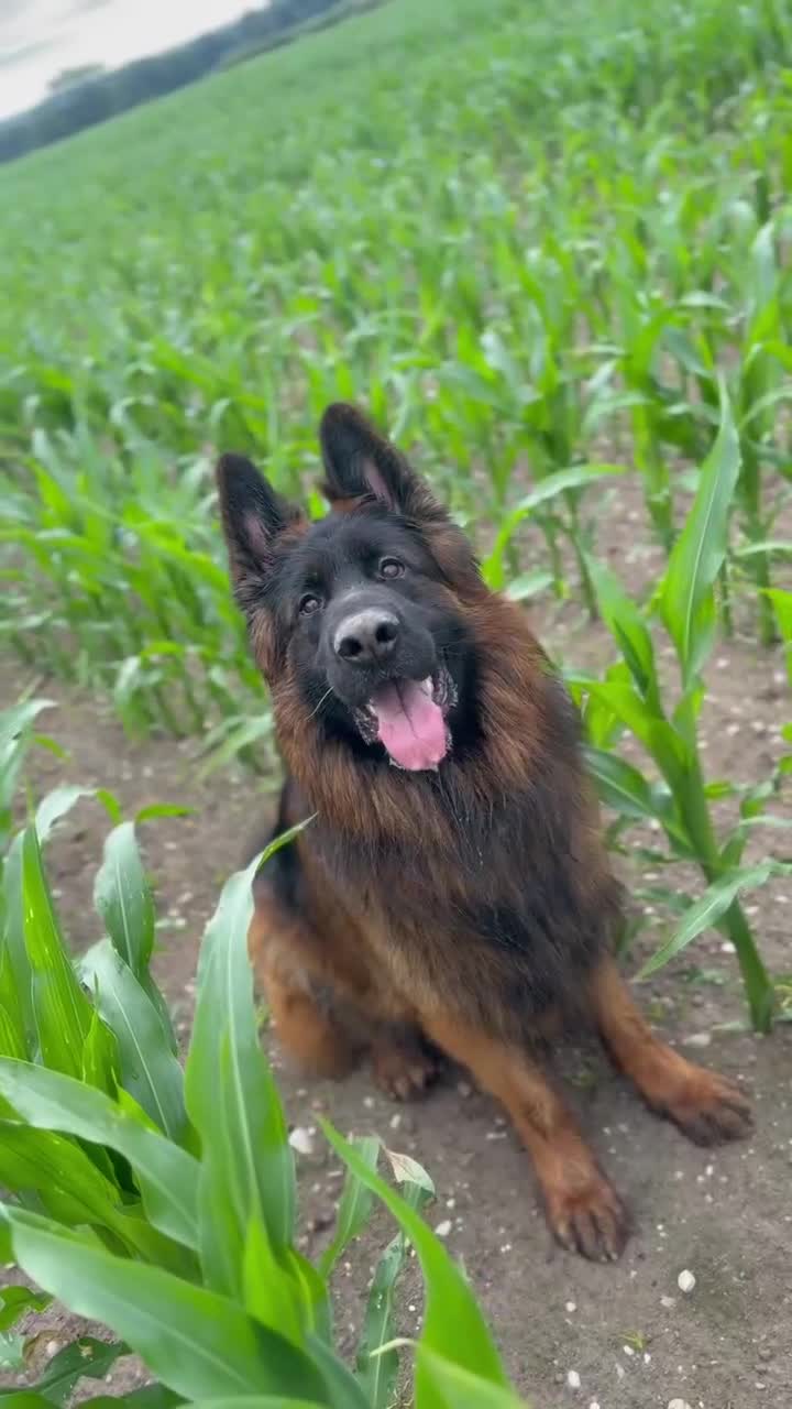German Shepherd dogs for stud: Long hair KC registered Stud - Video 1