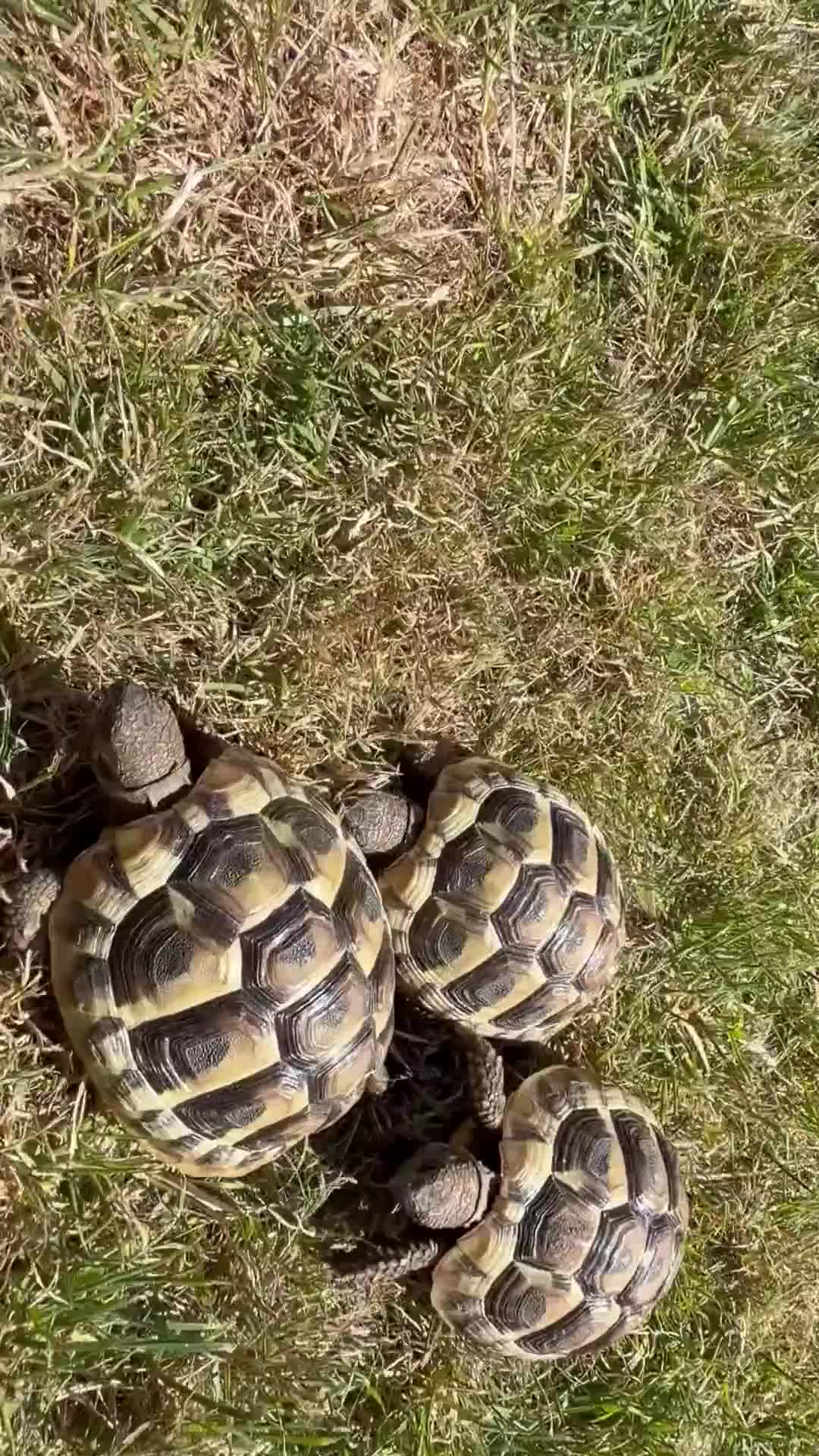 Hermann Tortoise reptiles for sale: 2 year old Herman Tortoise hatchlings - Video 1