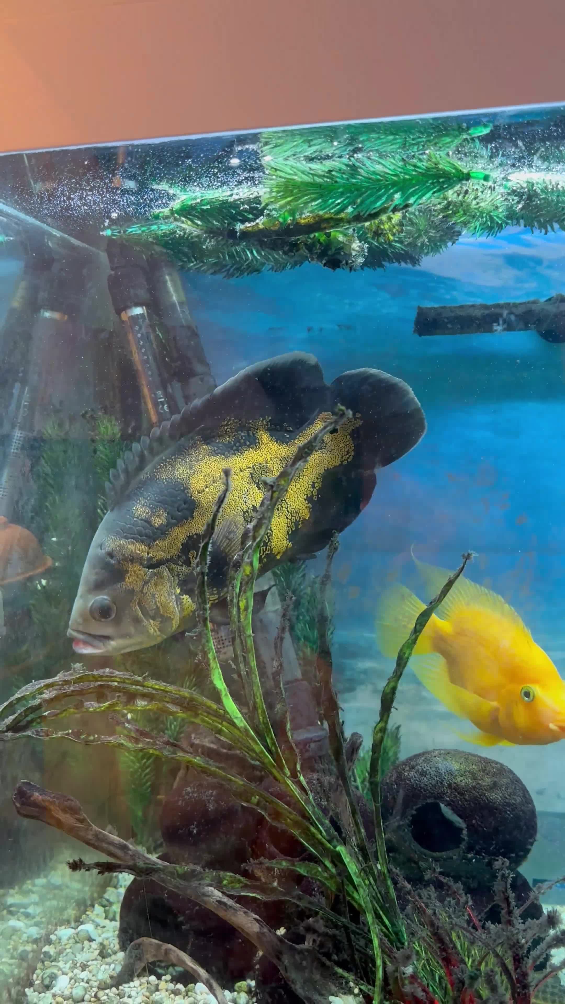 Cichlids fish for sale: Large Oscar cichlid - Video 1