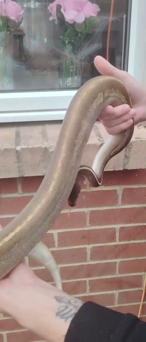 Python Snake reptiles for sale: Gorgeous male and female ball python  - Video 1