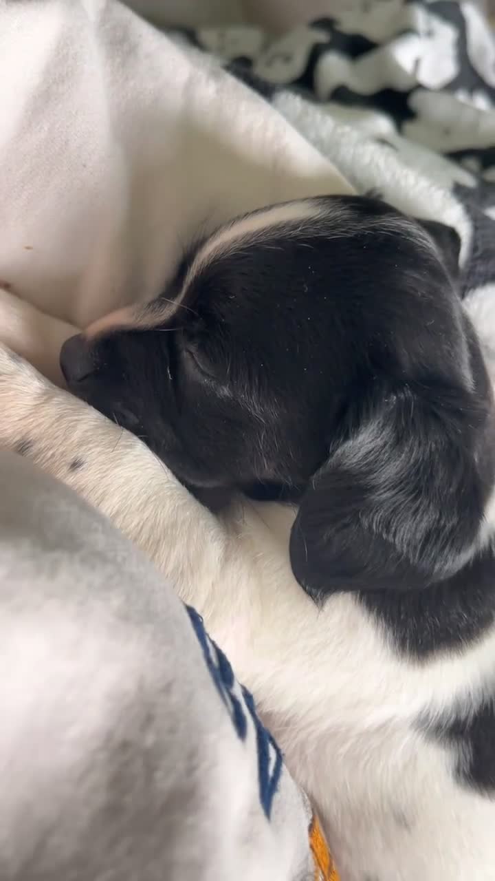 Mixed Breed dogs for sale: 7 Month Old Jack Russell X Springer Spaniel in Bishop Auckland - Video 1