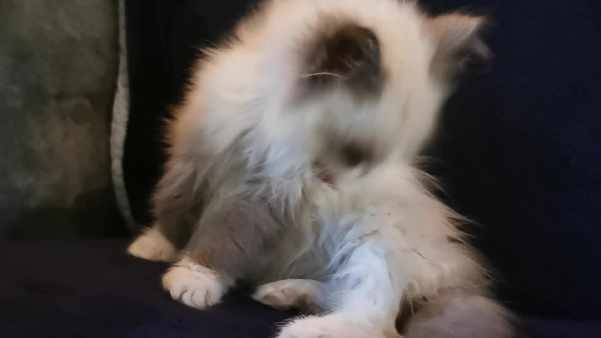 Siberian cats for sale: Siberian Neva Masquerade kitten  - Video 1