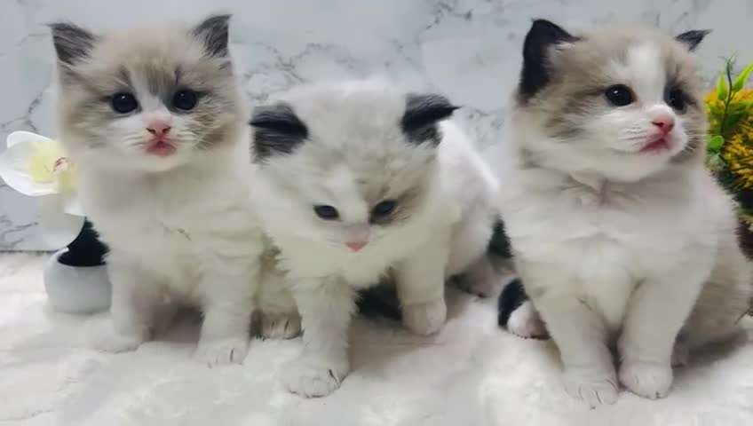 Ragdoll cats for sale:  Tica registered full pedigree ragdolls - Video 2