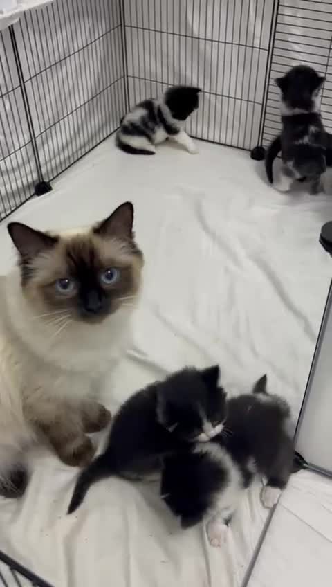 Ragdoll cats for sale: Half ragdoll half mixed  in Sevenoaks - Video 2