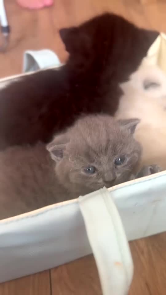 British Shorthair cats for sale: British Shorthair Kittens in London - Video 2