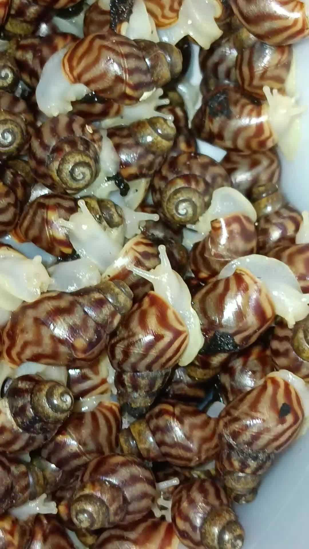 Snails invertebrates for sale: Baby Albino giant African land snails  - Video 1
