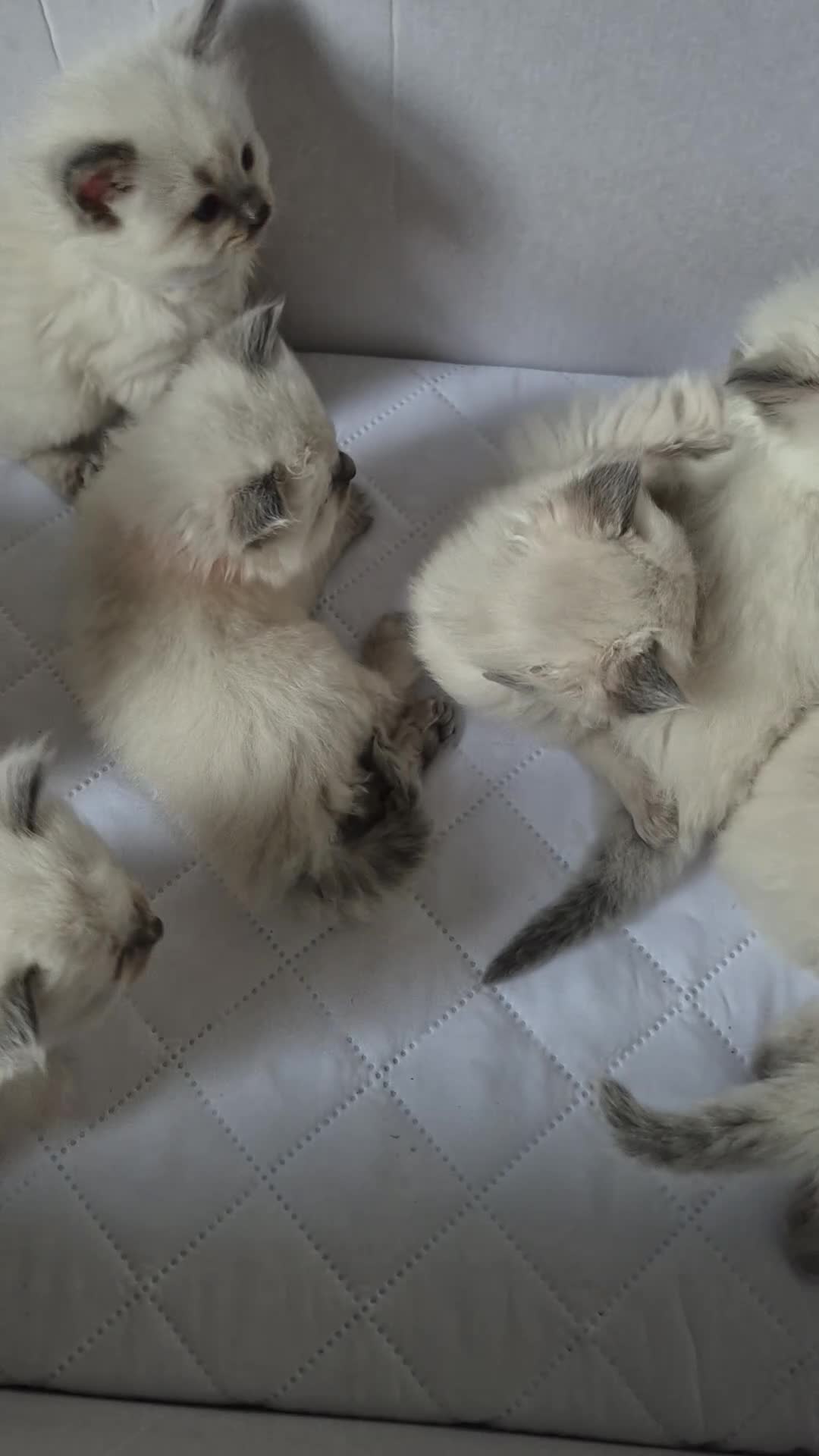 Ragdoll cats for sale: Ragdoll kittens  - Video 1