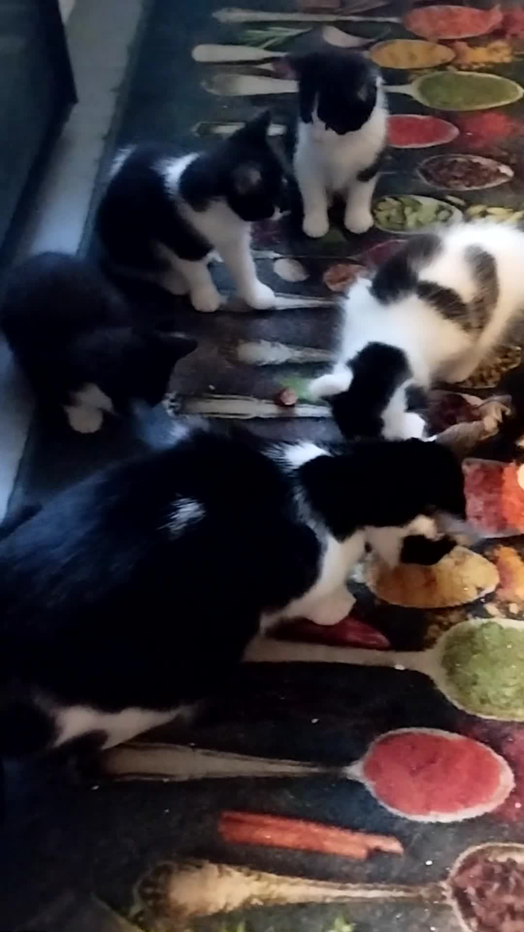 Mixed Breed cats for sale: Kittens in Bournemouth  in Bournemouth - Video 1
