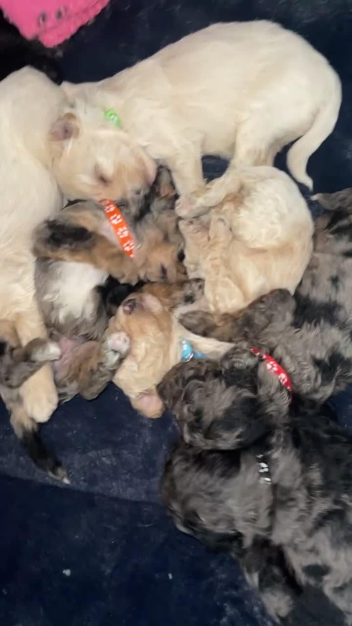Mixed Breed dogs for sale: Cavapoochon X cockapoo - Video 1