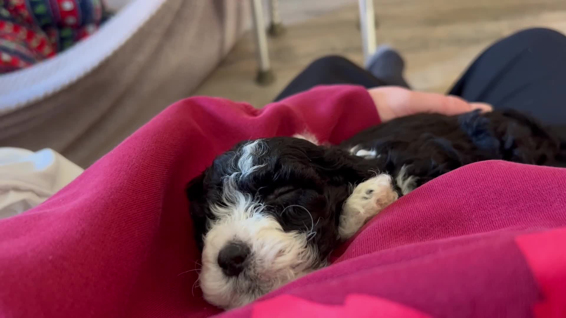 Cockapoo dogs for sale: Gorgeous friendly cockapoo puppies - Video 1