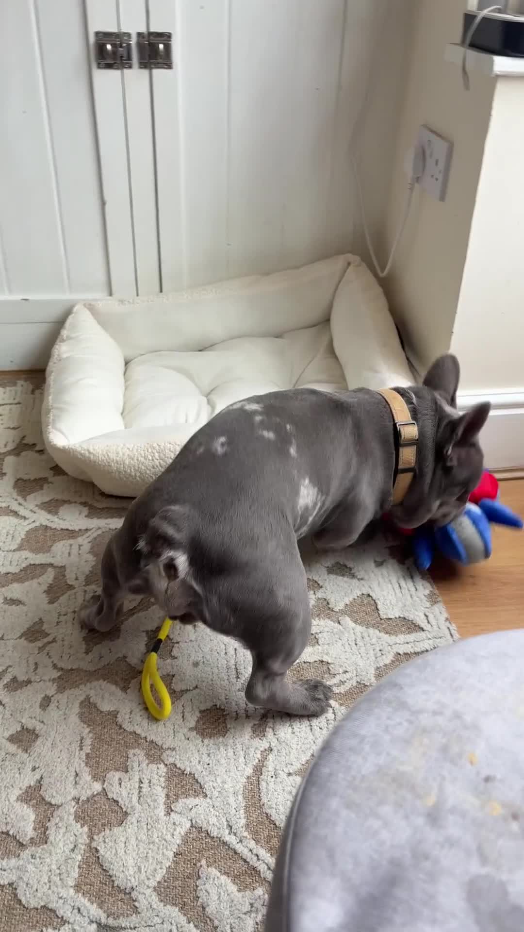 French Bulldog dogs for sale: 2 year old French Bulldog in Coalville - Video 1