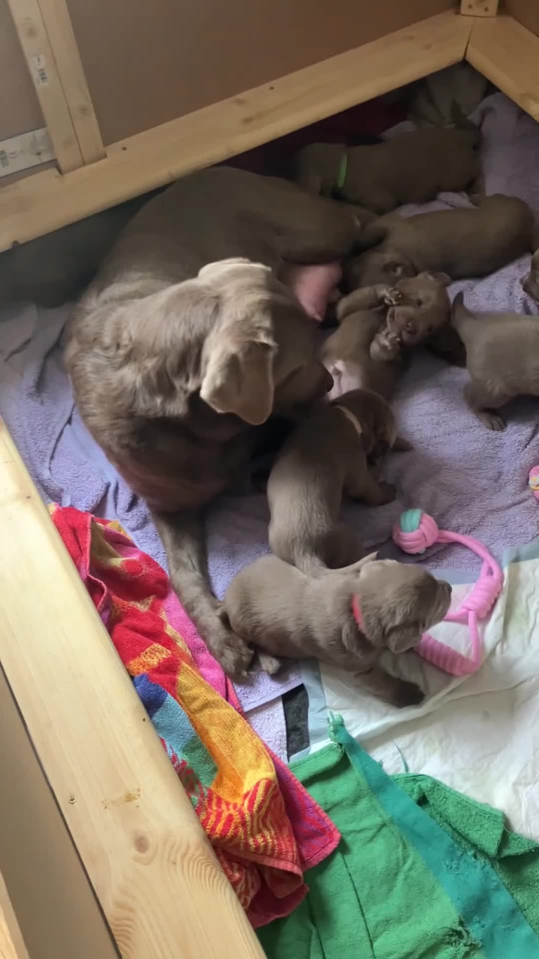 Labrador Retriever dogs for sale: Silver Labrador Puppies for sale  - Video 1