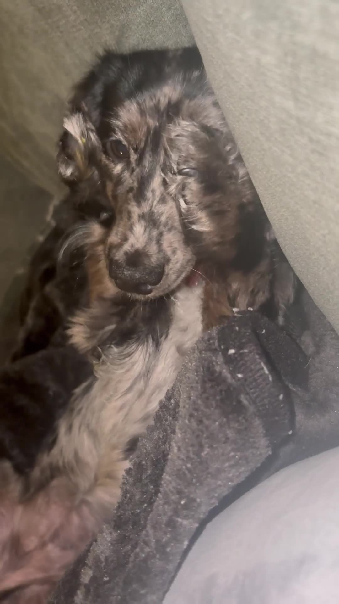 Miniature Dachshund dogs for sale: Long haired silver dapple female  - Video 2