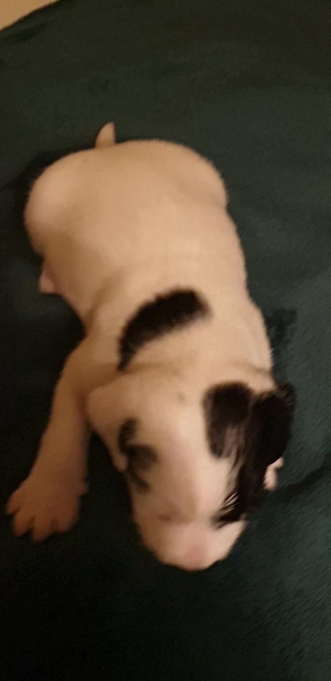 Parson Russell dogs for sale: Litter Of KC Reg.Parson Terrier Pups.  - Video 5