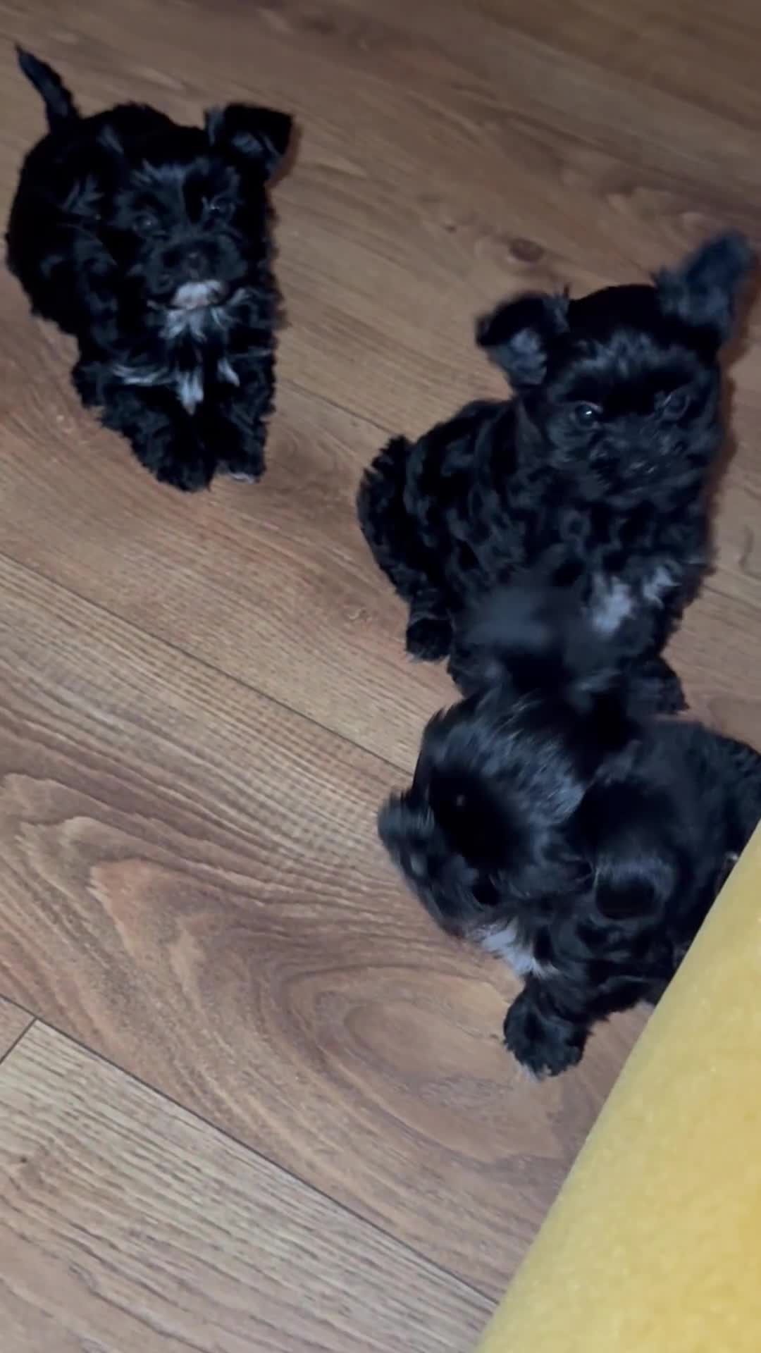 Yorkshire Terrier dogs for sale:  2 left Yorkshire terrier Black Biewer Ready To go - Video 1