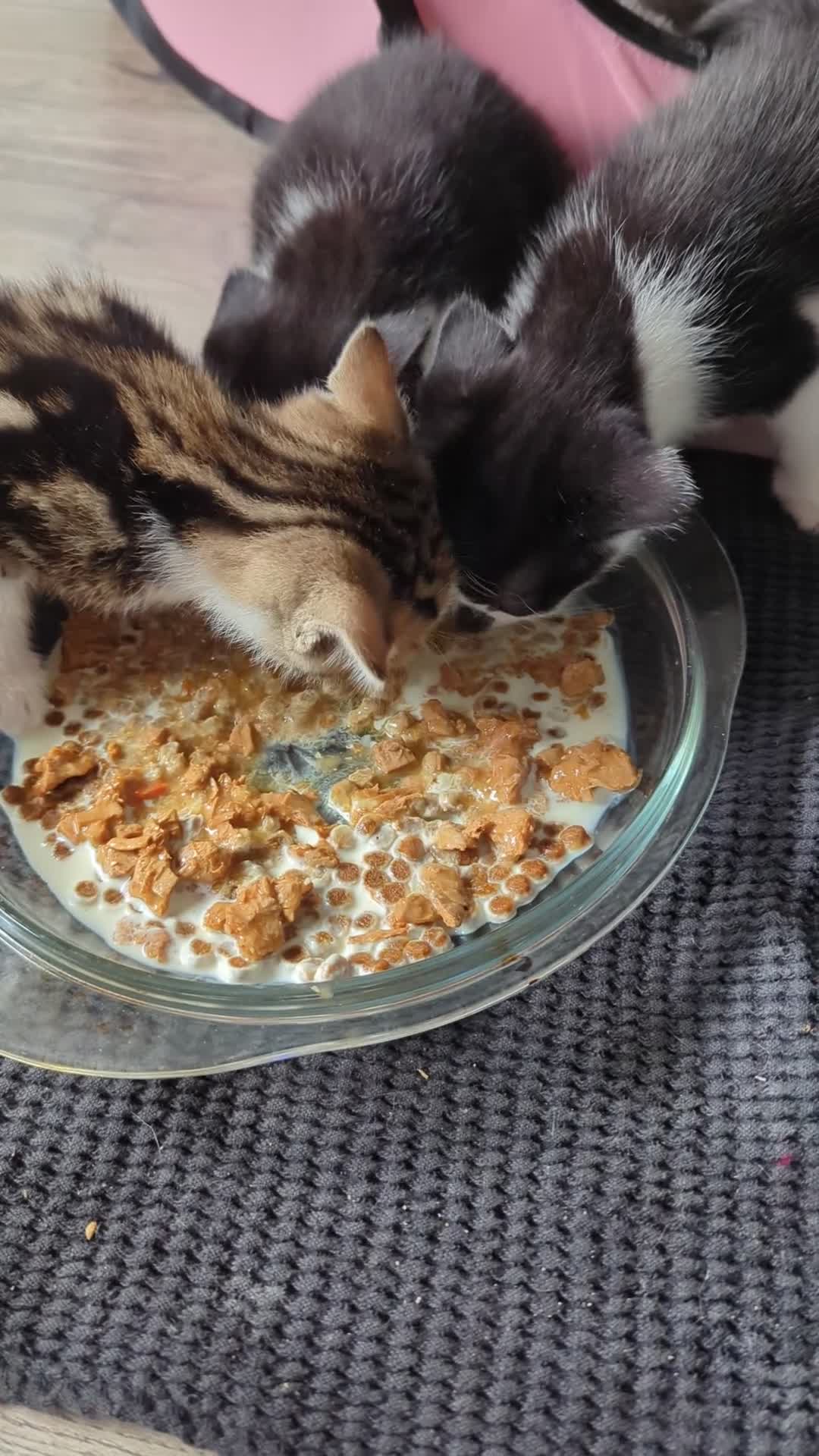 Mixed Breed cats for sale: Lovely kitten looking new home  in Burnley - Video 1