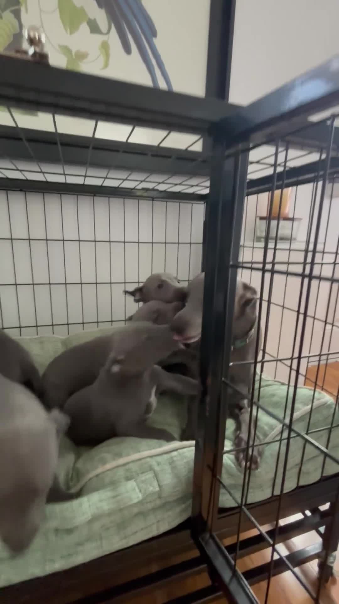 Whippet dogs for sale: Blue whippets  - Video 2