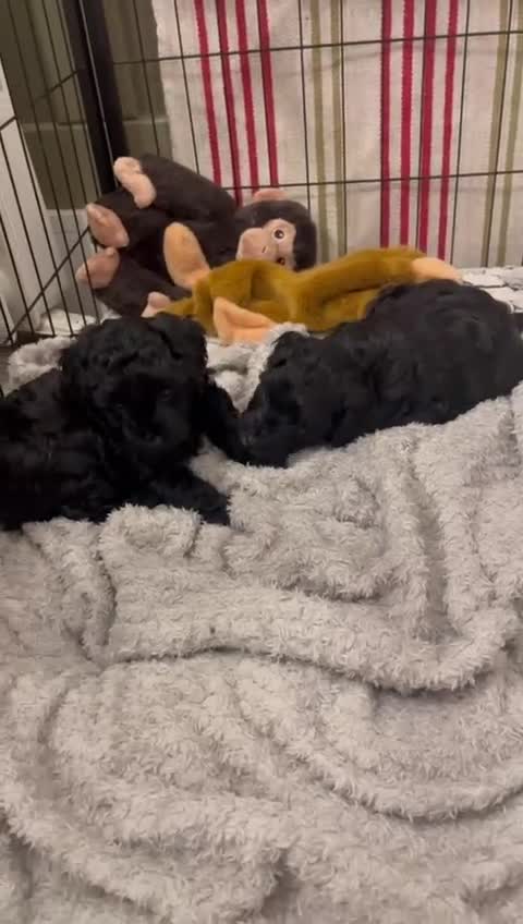 Cavapoo dogs for sale: 🔥REDUCED ONLY 1 BOY LEFT 1700🔥 F1B CAVAPOO PUPPY - Video 1