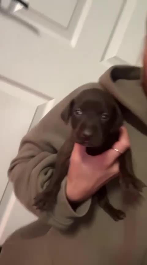 Mixed Breed dogs for sale: Pointador pups - Video 2