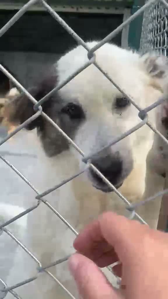 Mixed Breed dogs for adoption: Vienna, 10 yrs approx. Avilable for adoption. - Video 2