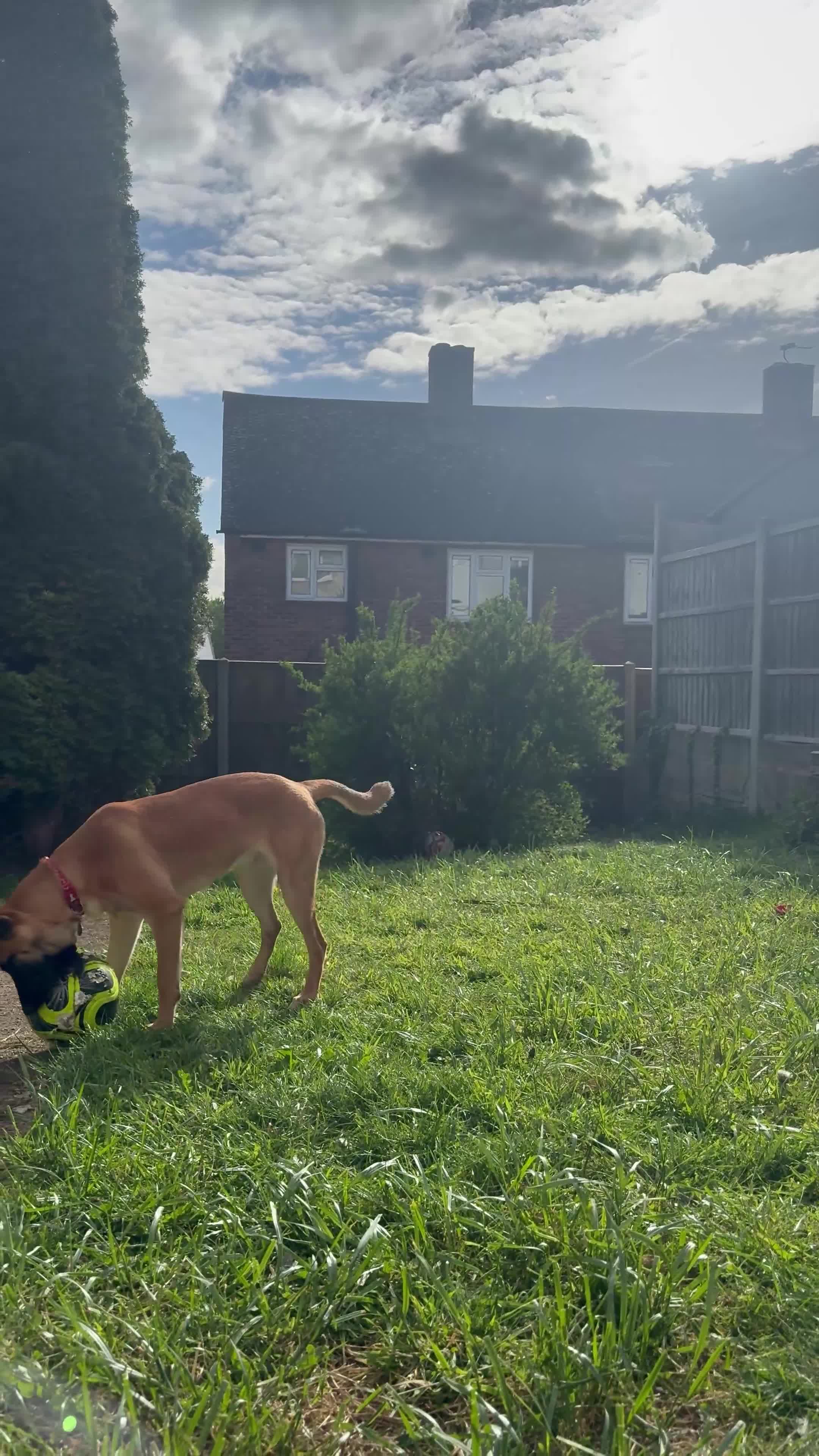 Belgian Shepherd Dog dogs for sale: 8 month old Belgium Malinois  - Video 3