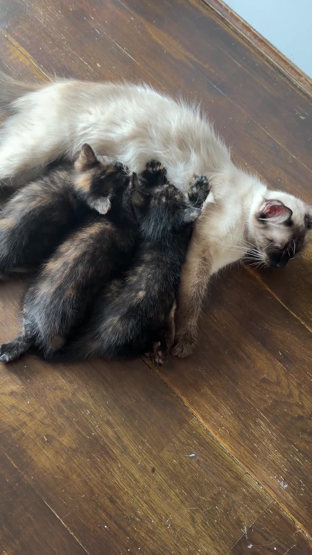 Mixed Breed cats for sale: 5 Adorable ragdoll cross kittens  in London - Video 1