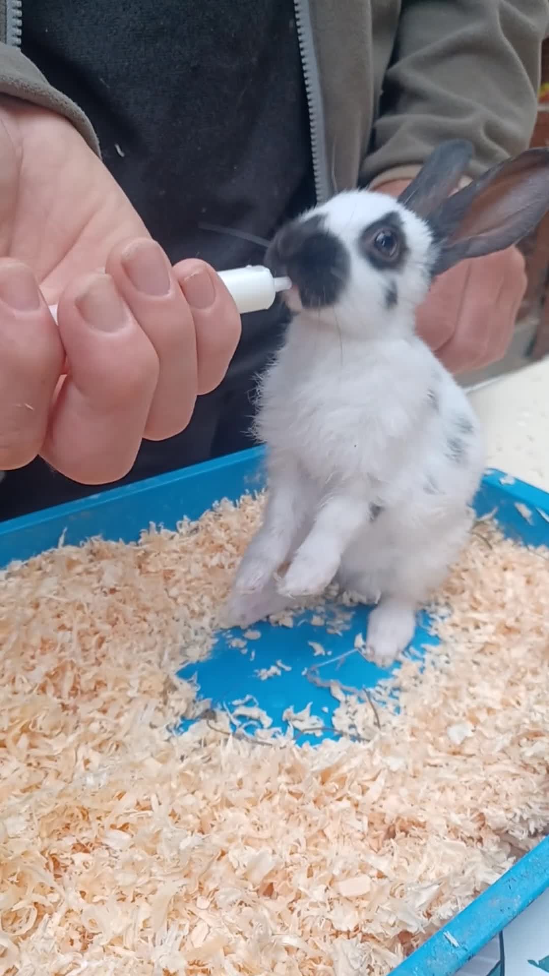 English rabbits for sale: Hand reared baby English rabbits - ready soon! - Video 2