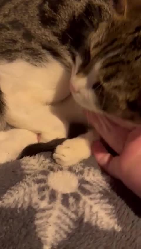 Mixed Breed cats for sale: Maisie the cat looking for loving home  - Video 1