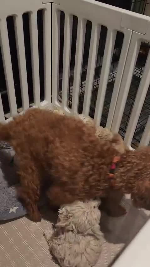 Maltipoo dogs for sale: Maltipoo F1 Toy Size, KC Parents, DNA Tested Clear - Video 1