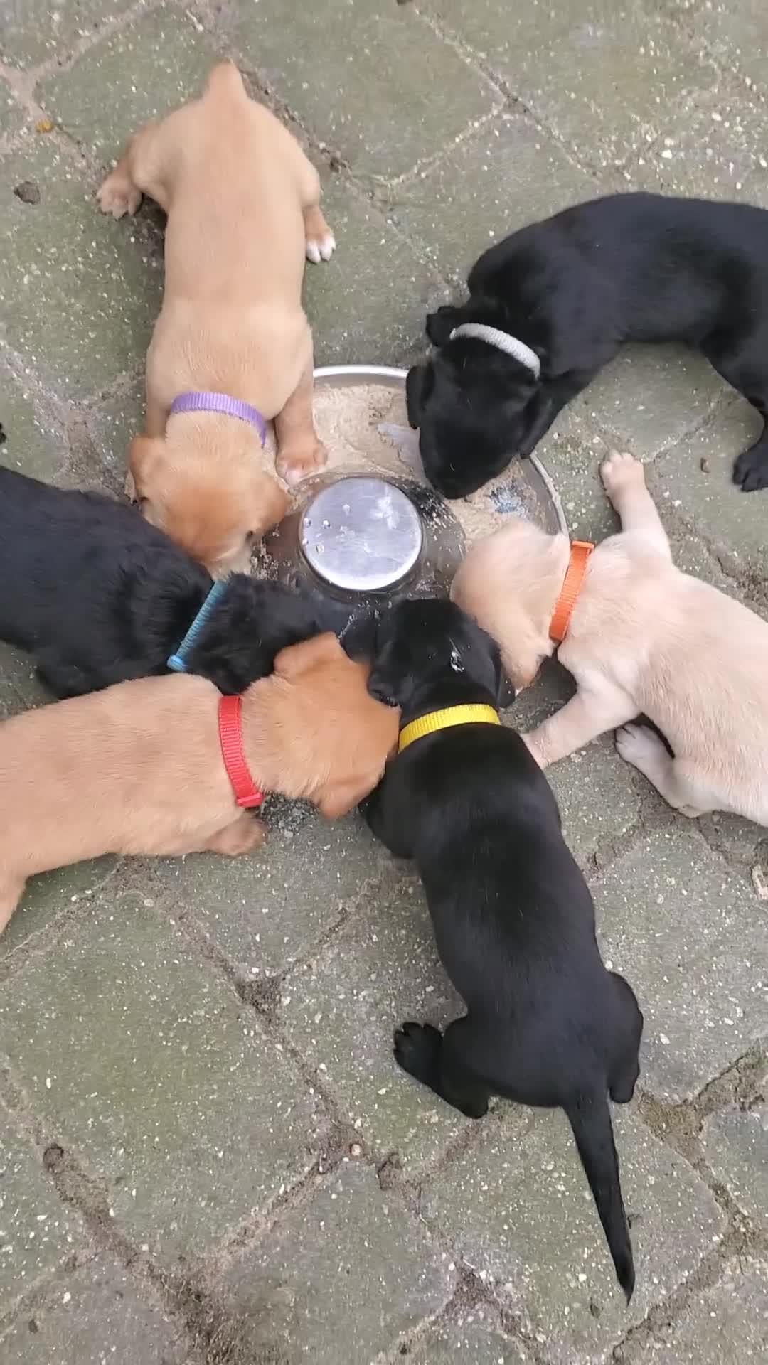 Springador dogs for sale: 6 beautiful springador Puppies fo4 sale - Video 1