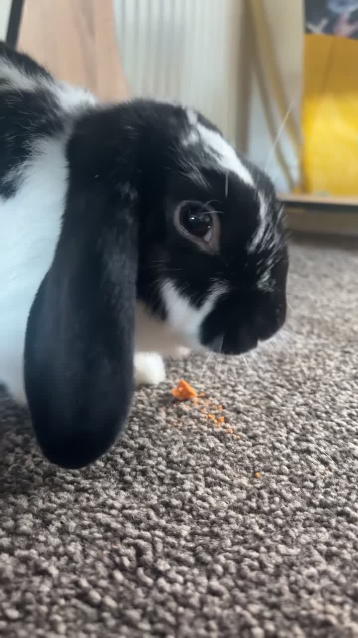 Dutch rabbits for sale: Dutch Lop Rabbit  - Video 1