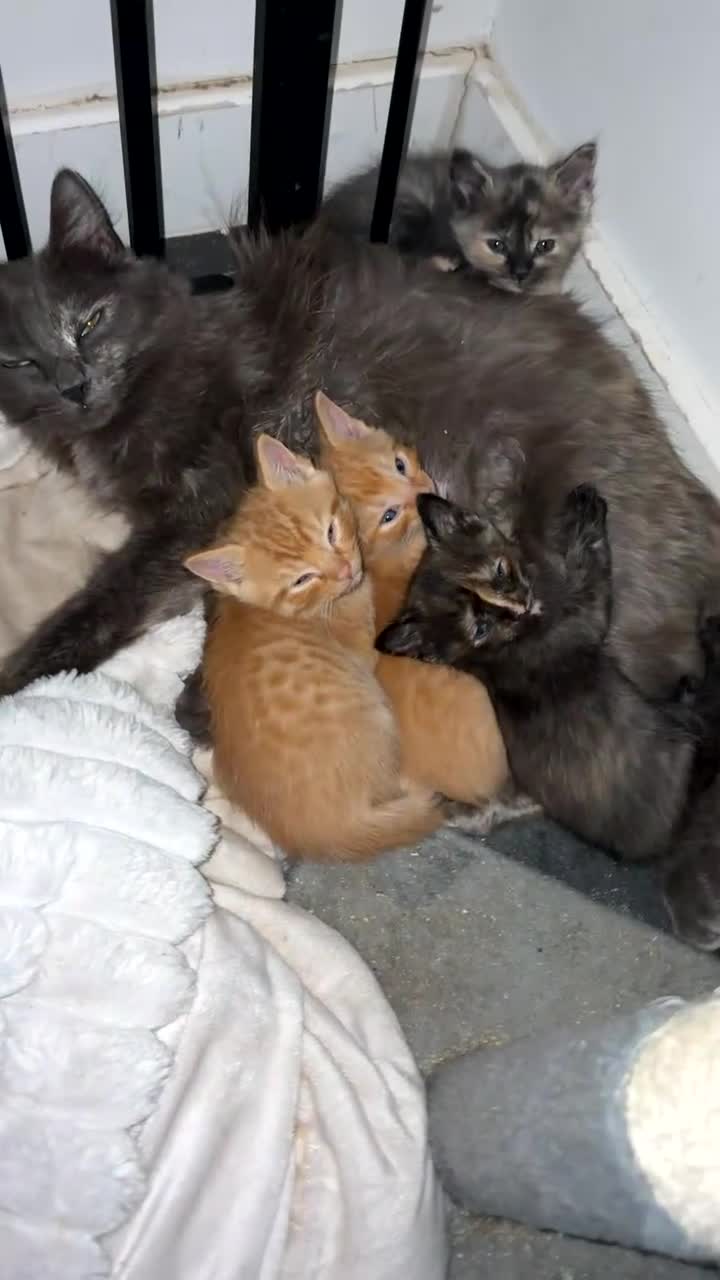 Ragdoll cats for sale: 3 gorgeous RARE coloured kittens  - Video 2
