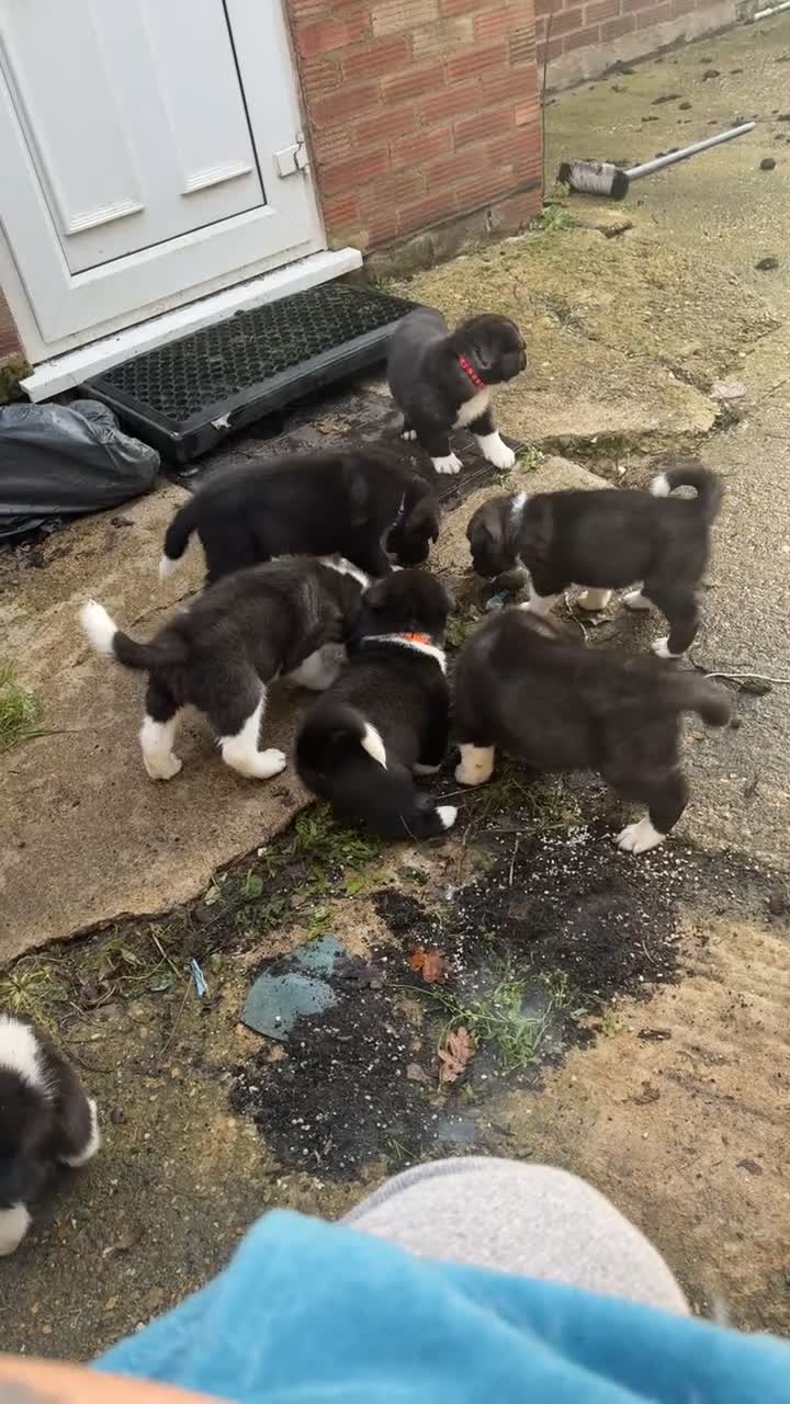 Akita dogs for sale: Black Mask American Akita Puppies - Video 1