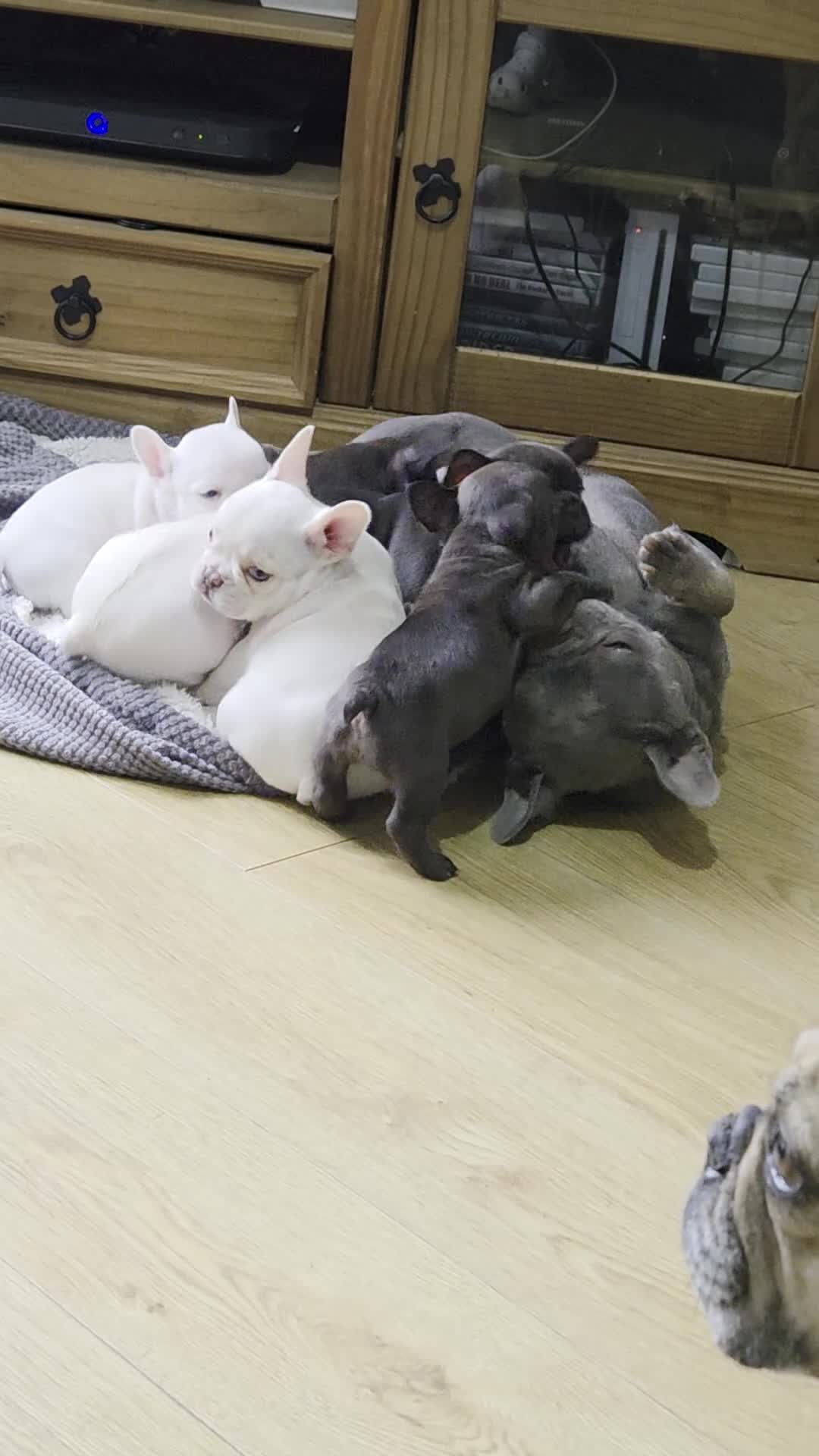 French Bulldog dogs for sale: French bulldog puppies - Video 1