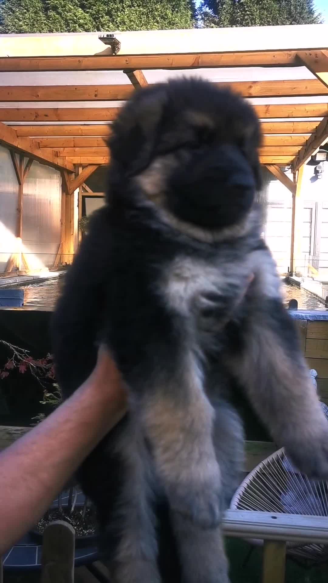 German Shepherd dogs for sale: German Shepherd Puppies from health tested parents - Video 2