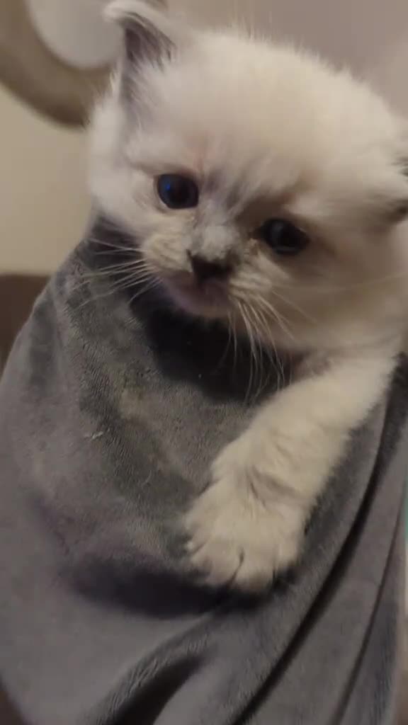 Ragdoll cats for sale: Solo the singleton 😻 - Video 1