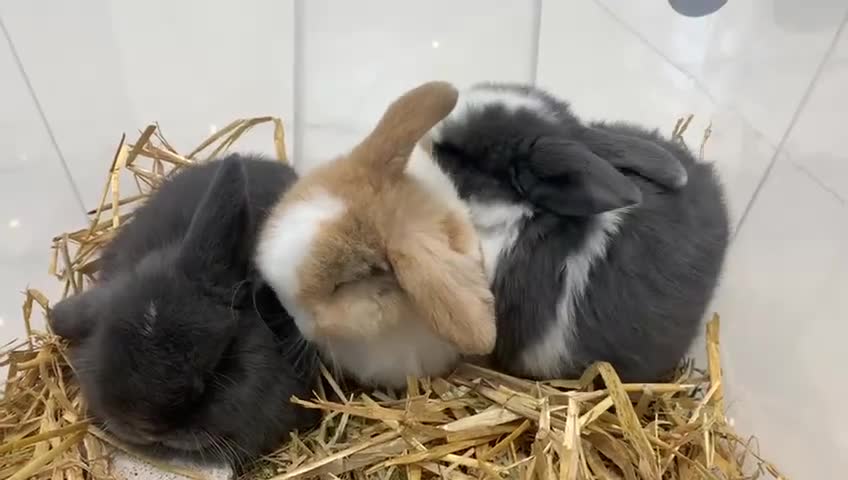 Mini Lop rabbits for sale: 3 Mini Lop Kits  - Video 1