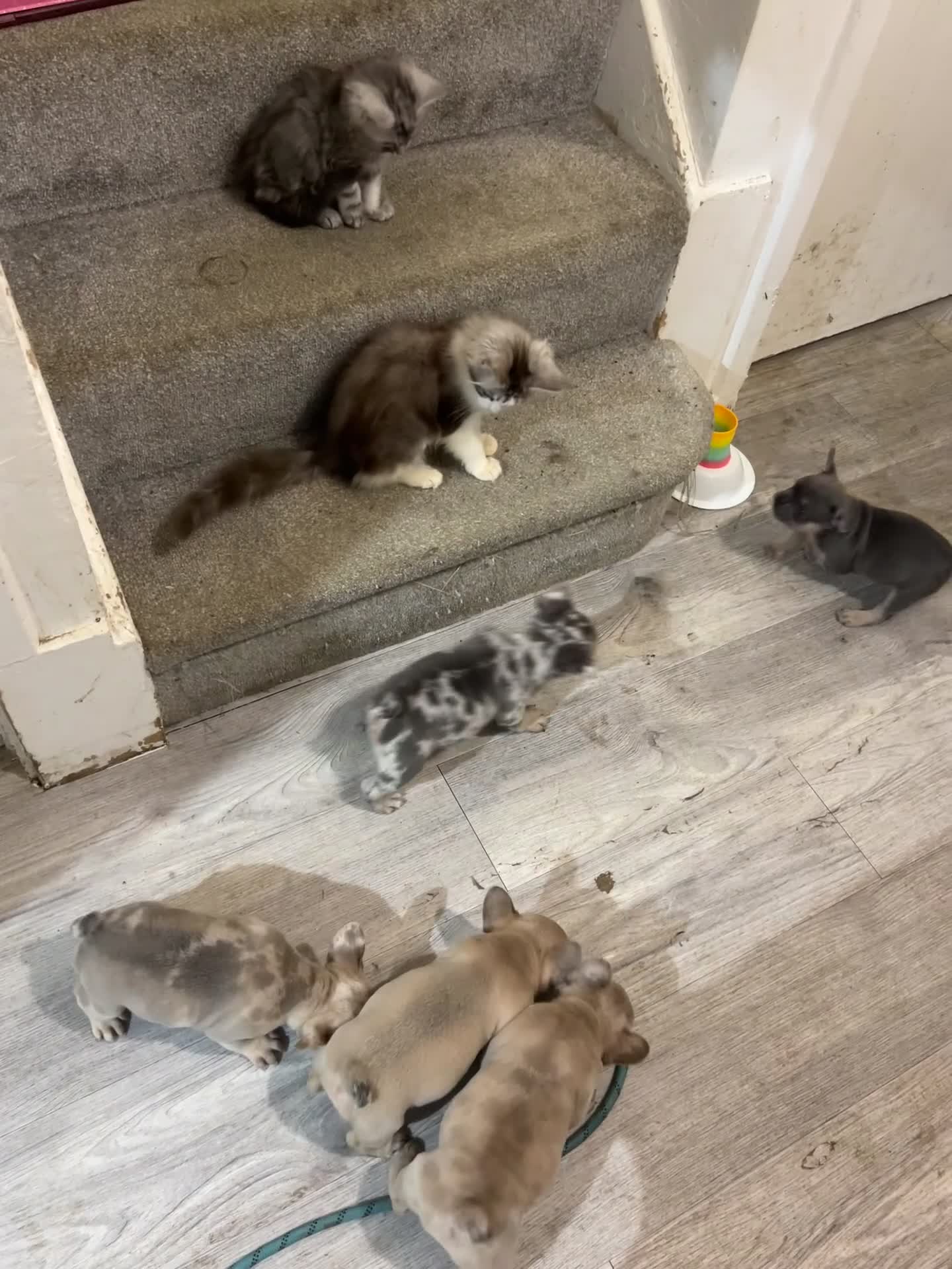 French Bulldog dogs for sale:  8 Gorgeous lap warmers 🐶  - Video 4