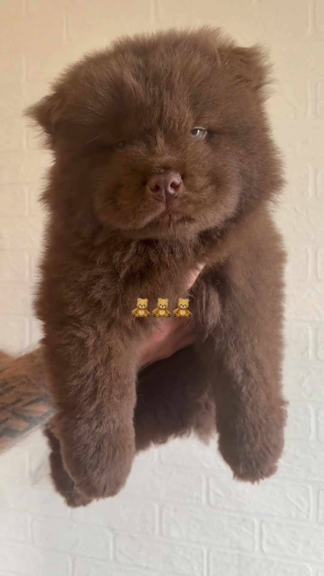 Chow Chow dogs for sale: 🐻 Exceptional KC Registered Chow Chows 🐻 - Video 1