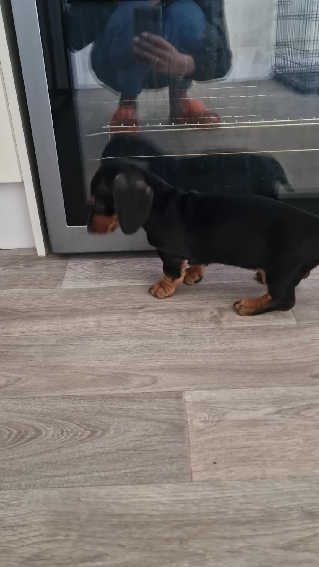 Dachshund dogs for sale: KC Standard Dachshund Puppies - Video 3