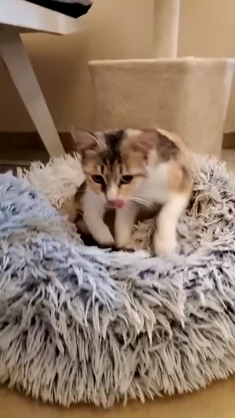 Mixed Breed cats for adoption: Maple is looking for home 🍁  - Video 2