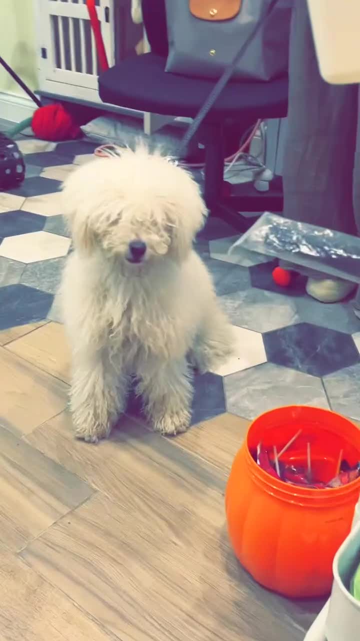 Toy Poodle dogs for sale: Toy poodle  - Video 2