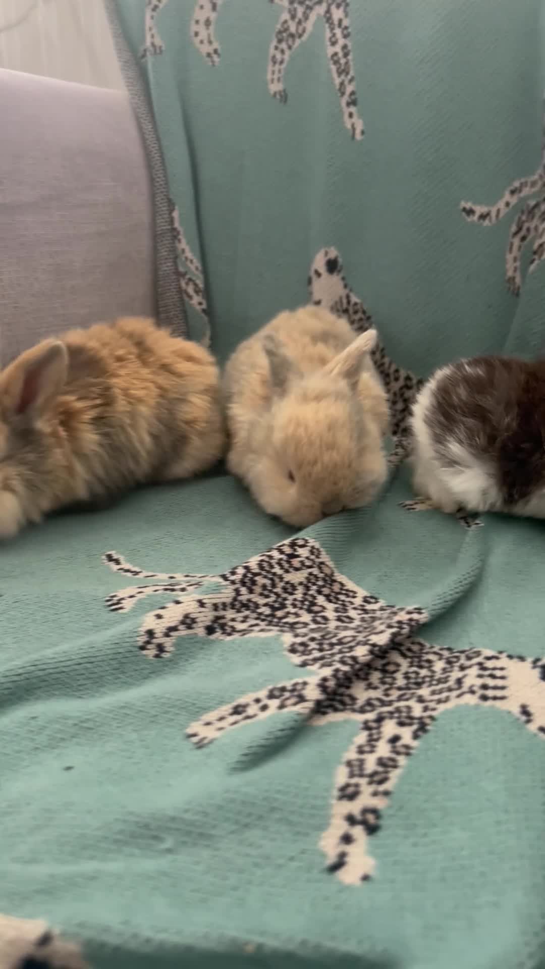 Mini Lop rabbits for sale: 3 beautiful pure bred mini lops in Pontyclun - Video 1