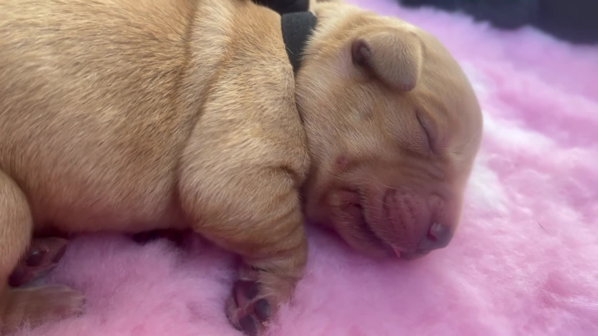 Labrador Retriever dogs for sale: Traditional Stocky Golden Labradors  - Video 2