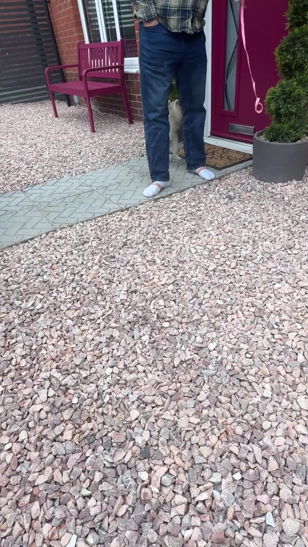 Pomeranian dogs for sale: Female fox face Parti champion bloodline kc - Video 1