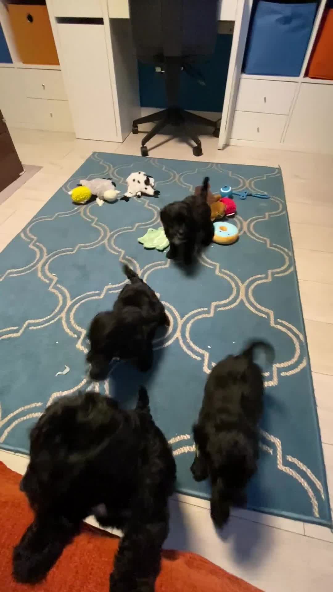 Cockapoo dogs for sale: 🐶*READY NOW*🐶  Stunning show type F1 Cockapoos  - Video 1