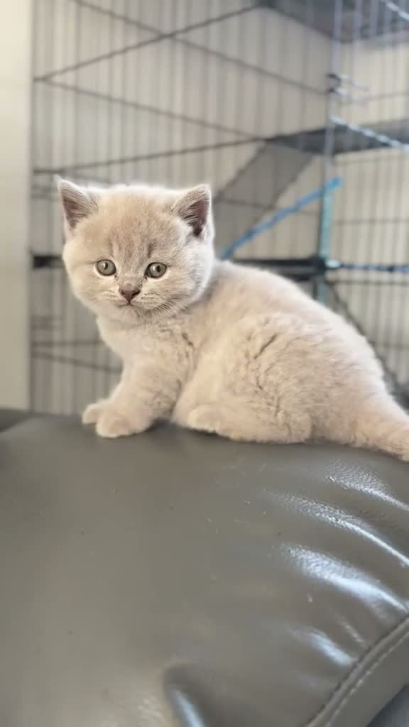 British Shorthair cats for sale: 100% PURE champion bsh kitten  - Video 3