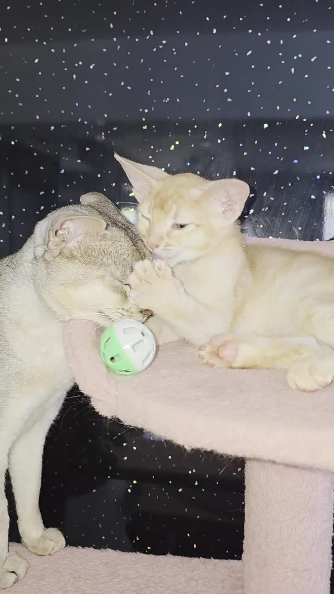 Abyssinian cats for sale: Rare colour beautiful Aby boys - Video 1